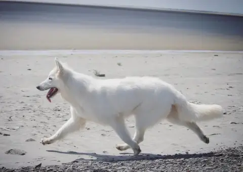 Berger Blanc Suisse photo 3