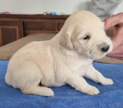 Golden Retriever  Chiot N°2 Des Hirondelles Du Voyage 286a5 photo 2