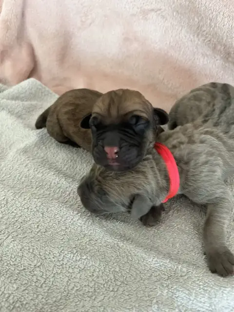 Cane Corso  Rose Fluô Du Domaine De La Voie Romaine f94f9