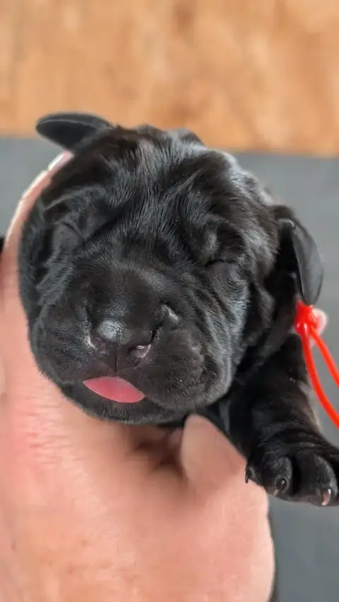 Cane Corso  Chiot 3 Des Légendes De Goliath