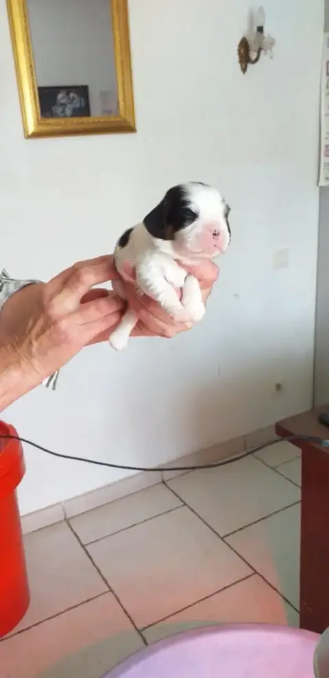 Cavalier King Charles Spaniel  Chiot 1 Du Val De Cour 55dc6
