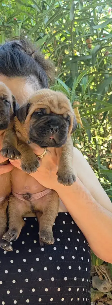 Dogue De Bordeaux 
                        Chiot N°3  000c7