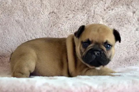 Bouledogue Français  Benson Cherry Des Loves Didi