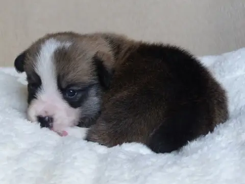 Welsh Corgi Pembroke  Monsieur Biscuit Du Domaine De  1e21e photo 2