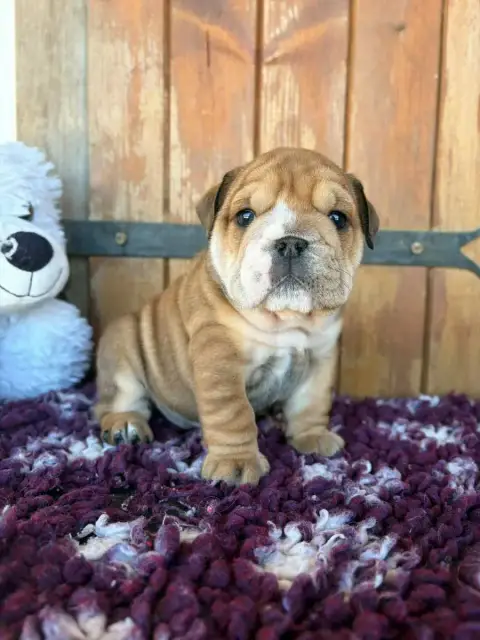 Bulldog Anglais  Bambi Au Clos D'Autrefois
