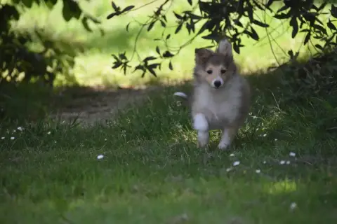 Shetland Sheepdog  Chiot N°4 De La Terre De Neaure photo 2