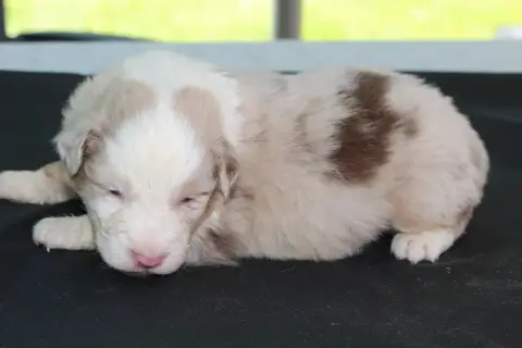 Berger Australien  Chiot N°2 De L'Orée Du Bois De La  ff6b4 photo 3