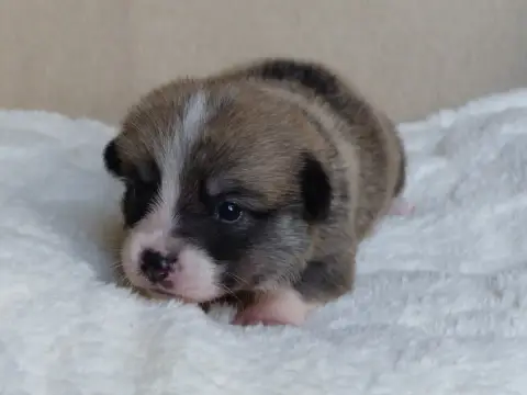 Welsh Corgi Pembroke  Monsieur Brownie Du Domaine De  497f8