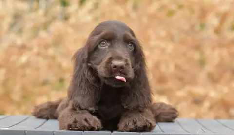 Cocker Spaniel Anglais  Brownie D'Oup-