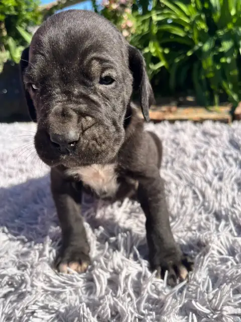 Dogue Allemand  Noir Sans Collier Des Terres De Limer ccc3a photo 2