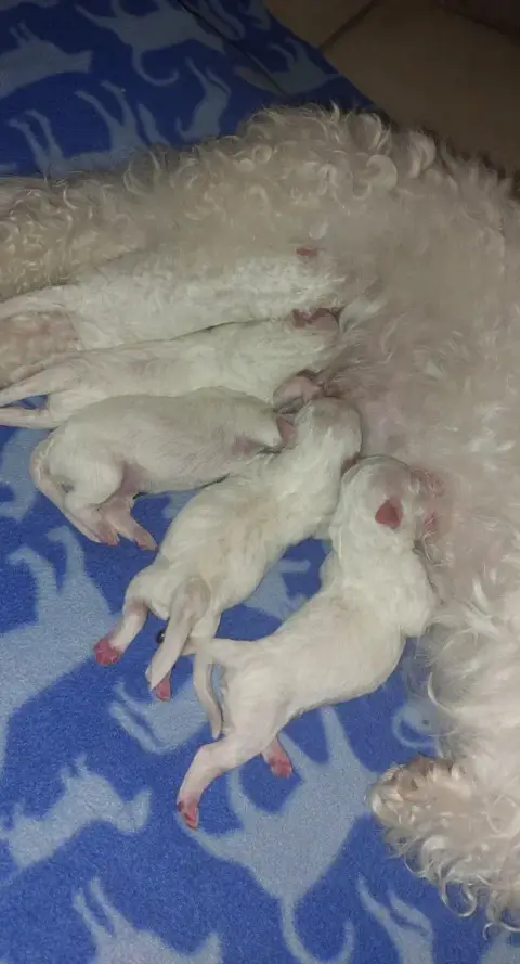 Bichon Frise  Mâle 4 Du Royaume De Bagheera