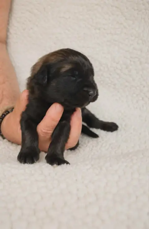 Leonberger  Chiot Verte Des Terres Noires D'Epona