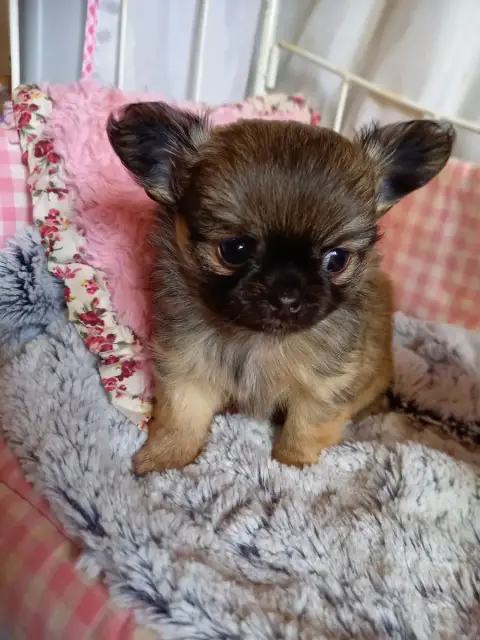 Chihuahua  Chiot 2 Des Petites Brindilles