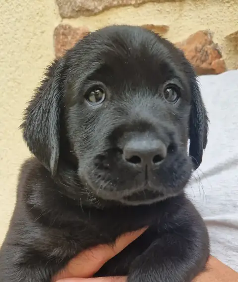 Labrador Retriever  Noire 3 Des Terres Sacrees photo 2
