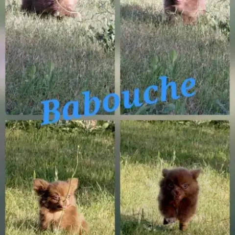 Chiots Chihuahua