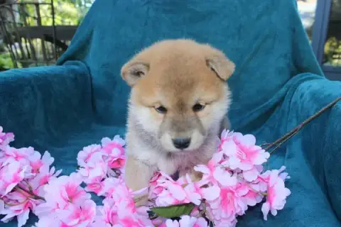 Shiba  Collier Orange Des Terres De Légendes