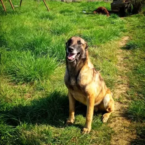 Chien Argos À L Adoption