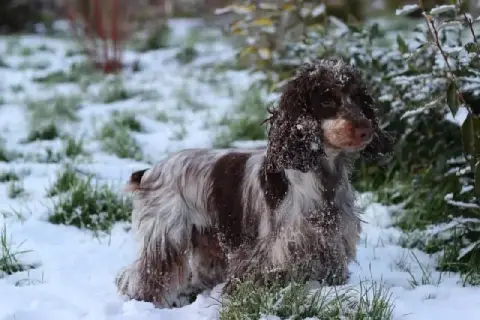 Cocker Spaniel Anglais  M3 - photo 2