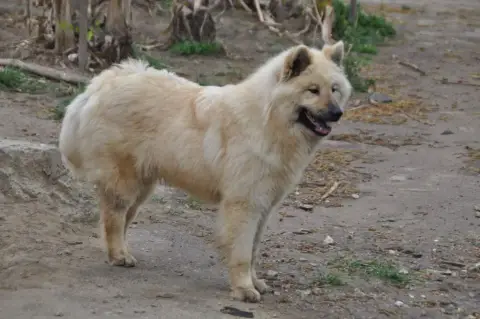 Eurasier  Chiot 2 Des Loups Du Midour photo 3