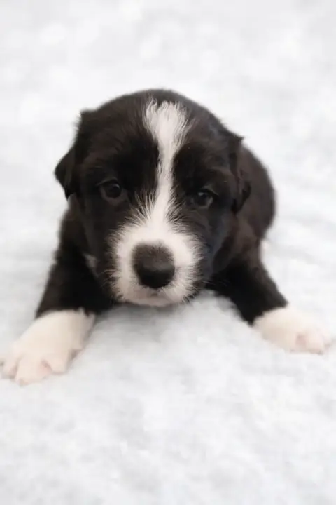 Berger Australien  Chiot 4