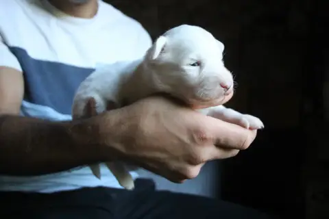 Laika De Iakoutie