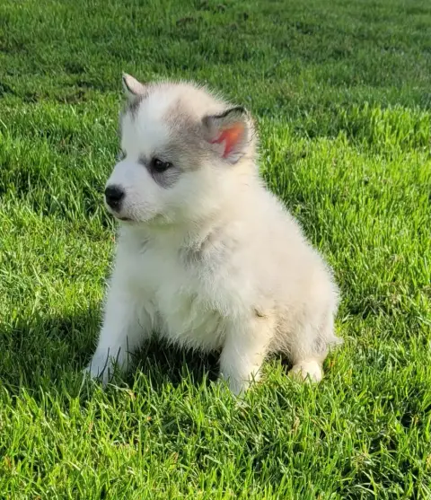 Alaskan Malamute  Chiot N°2 Des Marais De Courmont photo 2