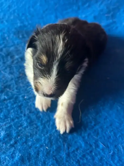 Shetland Sheepdog  Bady Du Hameau De Roxane