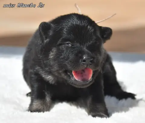 Eurasier  Chiot 1 Des Legendes De Retz photo 2