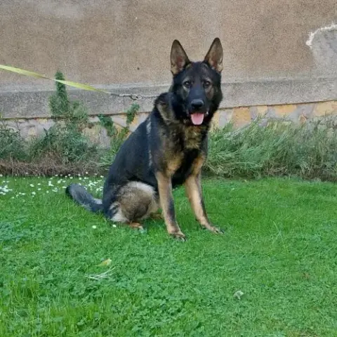 Berger Allemand