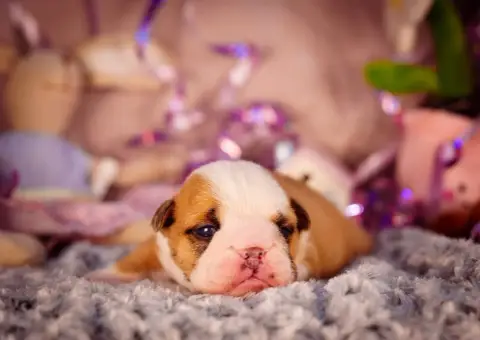 Bulldog Anglais  Born To Be Cute De La Lune Sombre photo 2