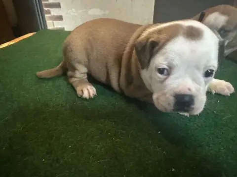 Bulldog Continental  Barbie Girl De La Roche De Balve 0e246 photo 2