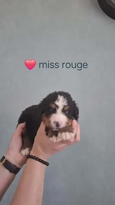 Bouvier Bernois  Miss Rouge Du Domaine Dolysnow