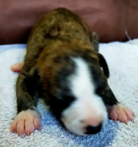 Whippet  Chiot N°2 Des Terres Du Doux Lieu