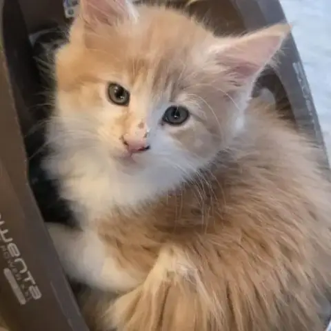 Chatons Maine Coon Loof Dispo À La Réservation