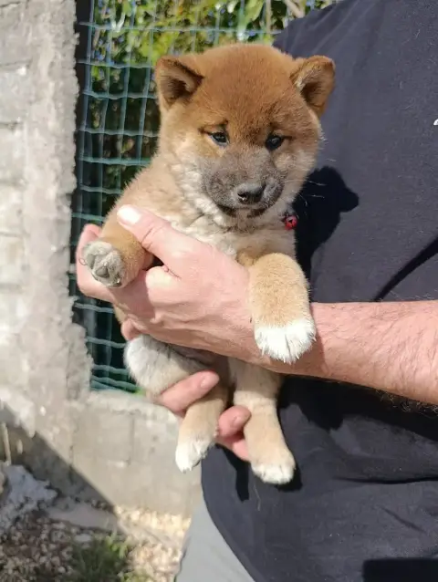 Shiba  Chiot Fauve Des Plaines D'Ardennie photo 2