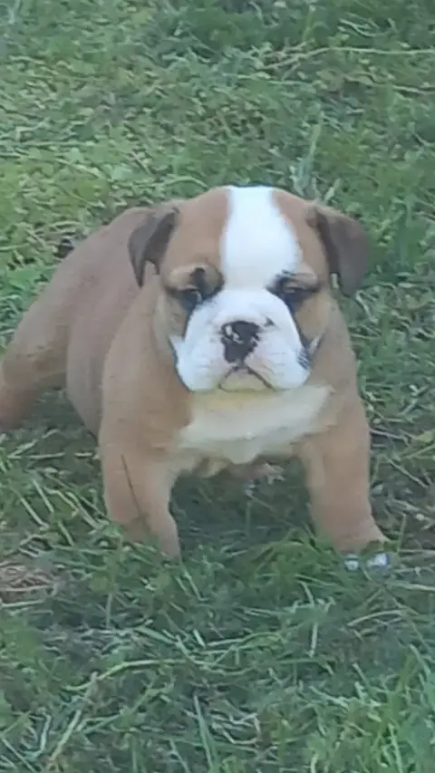 Bulldog Anglais  Chiot N°2 Stocky Family