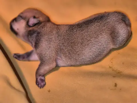 Chihuahua  Chiot 1 De La Vallée D'Uria