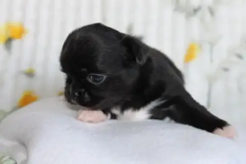 Chihuahua  Chiot N°1 Des Joyaux De La Sambre