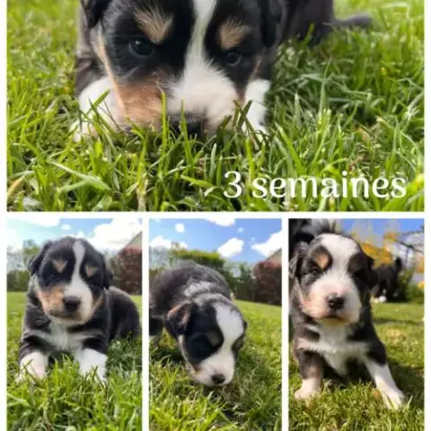 Chiots Type Berger Australien