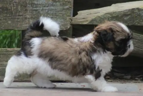 Shih Tzu  By The Way Bjork Des Merveilles Du Mas photo 3