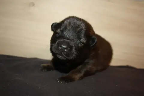 Eurasier  Collier Orange Des Oursons De La Fee photo 3