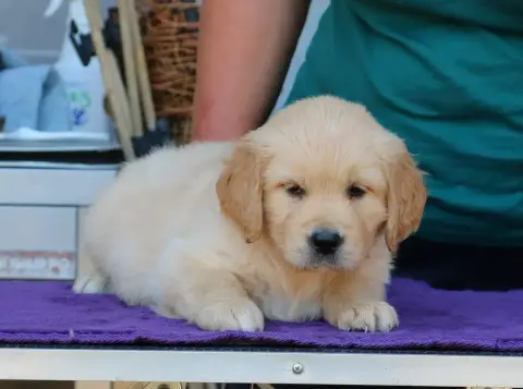 Golden Retriever  Chiot N°1 Mauve De Windy'Stia photo 3