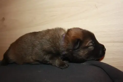 Eurasier  Collier Violet Des Oursons De La Fee
