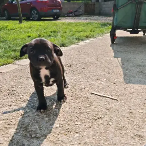 Staffordshire Bull Terrier /