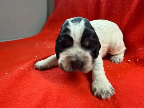 Cocker Spaniel Anglais  Chiot N°5 Du Moulin De Madjur d5d56