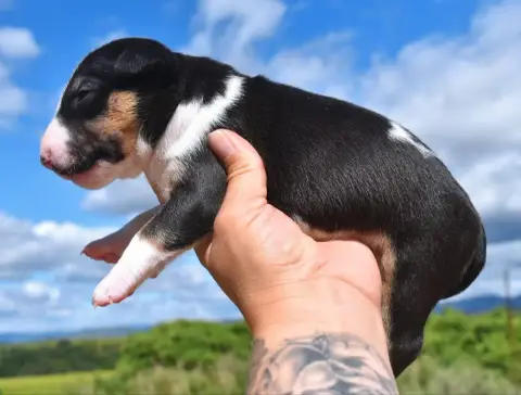 Bull Terrier Miniature photo 2