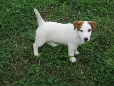 Jack Russell Terrier  Aston D'Erland