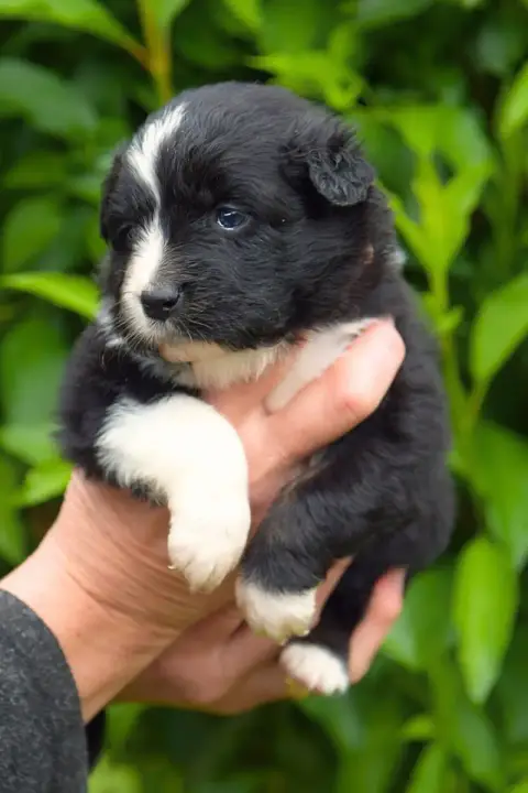 Berger Australien  Balma Red Aussie'Rise photo 2