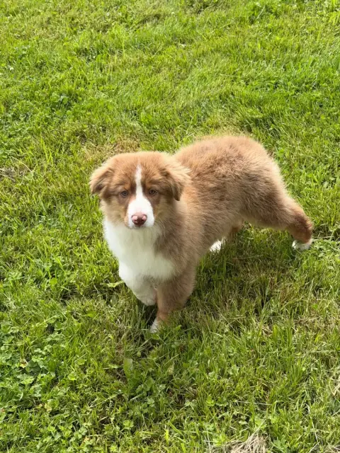 Berger Australien  Bonnie Royal Fluffy