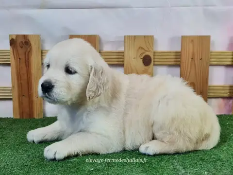 Golden Retriever  Beyoncé Du Mont De La Chenaie photo 3